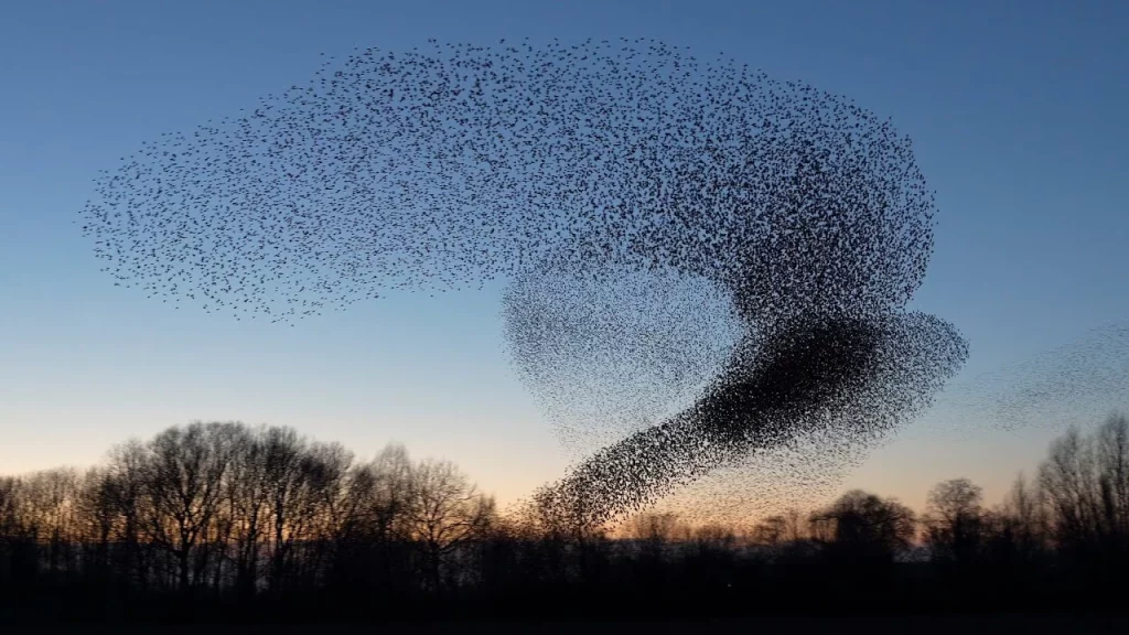 murmuration of starlings